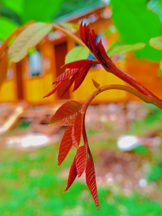 Shanti People Huts & Camp カソル エクステリア 写真